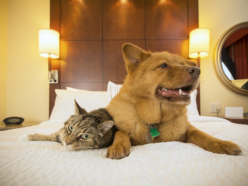 Ultimate Guide to Pet Boarding in Long Beach: Ensuring Your Furry Friends Receive the Best Care